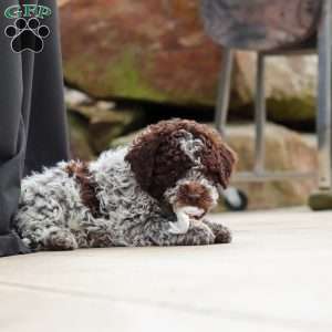 Bluey, Lagotto Romagnolo Puppy